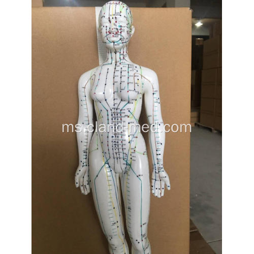 MODEL ACUPUNCTURE MALE
